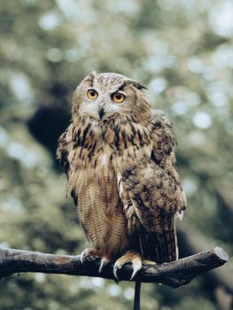 owl photo