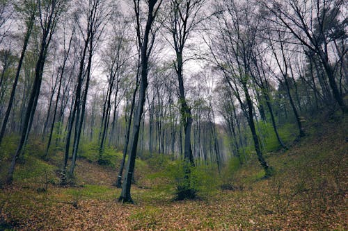春, 木, 森林の無料の写真素材