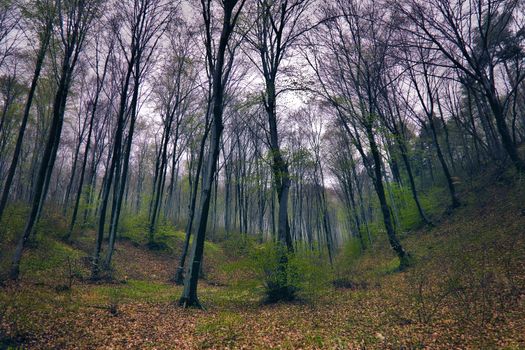 Peaceful forest with tall trees and green undergrowth in a spring landscape.