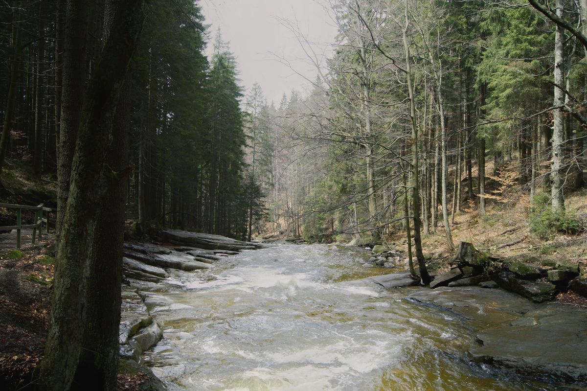 Râu sălbatic în pădure