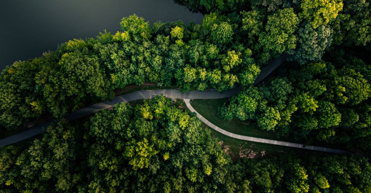 Captivating aerial image of a vibrant green forest with a winding path. Shot in Apex, NC.