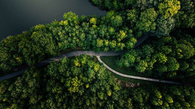 Captivating aerial image of a vibrant green forest with a winding path. Shot in Apex, NC.