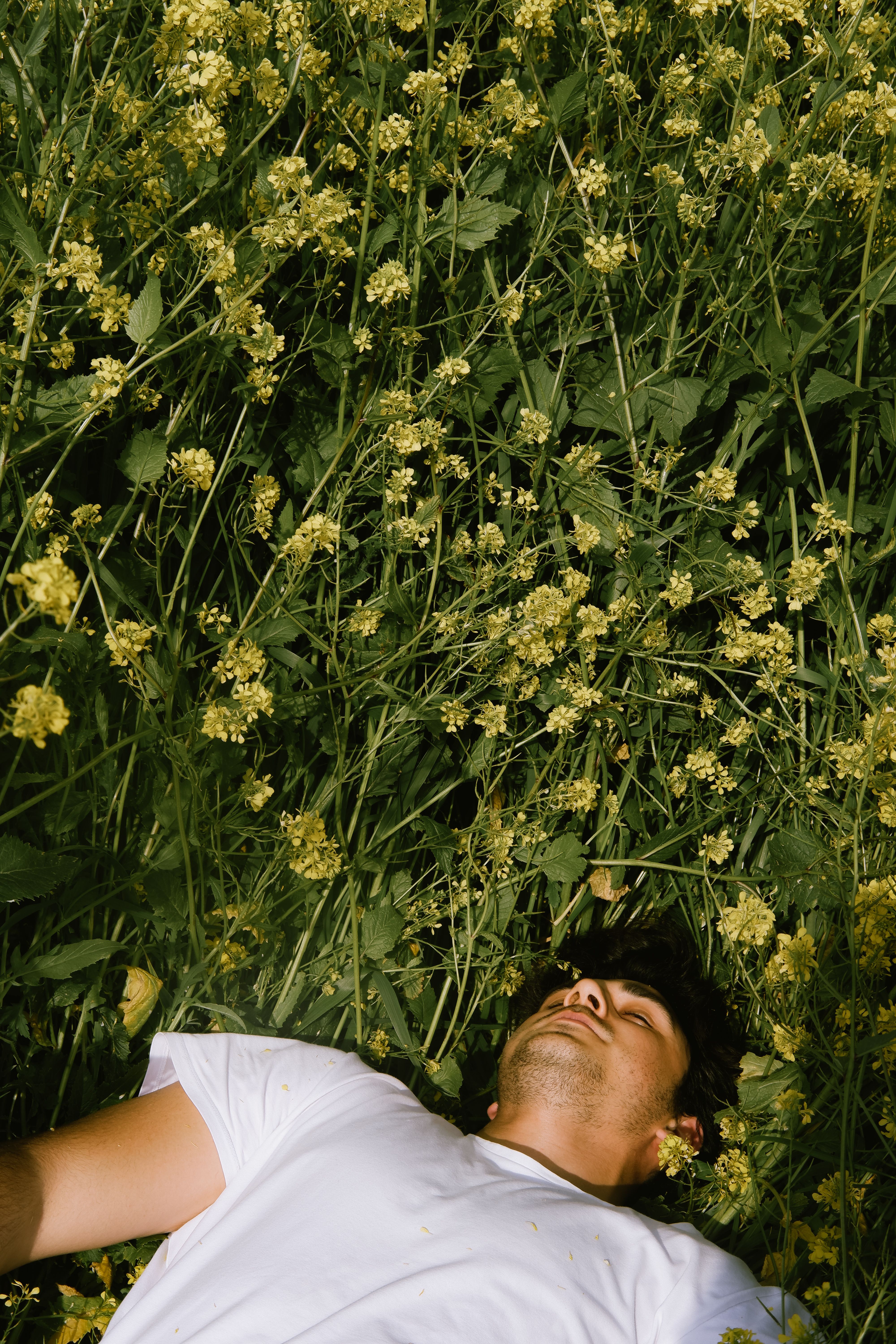 Man Lying in Tall Grass in a Meadow · Free Stock Photo