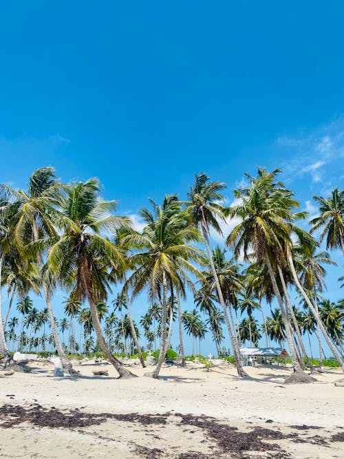 Palm Trees on a Tropical Beach 
