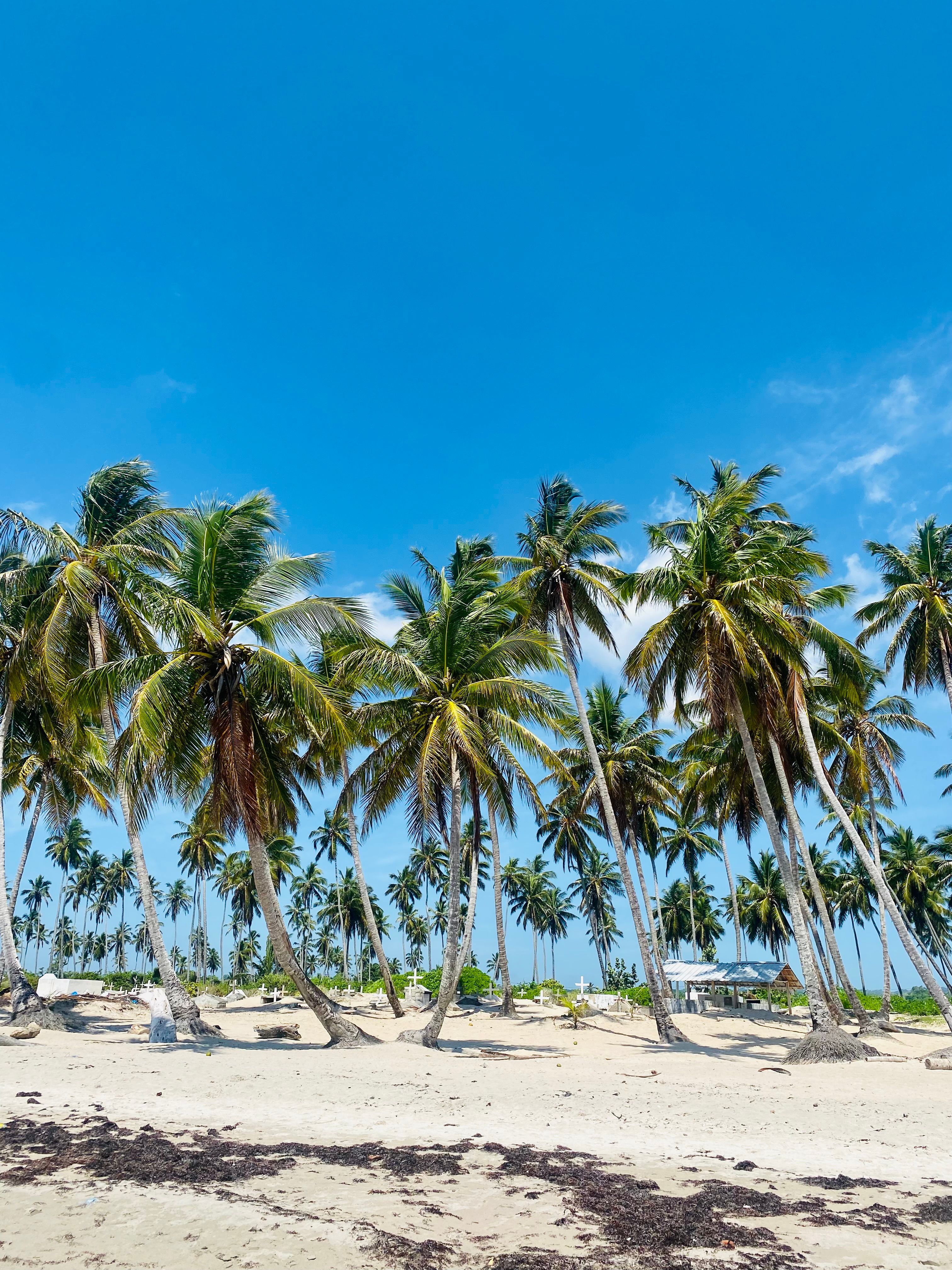 Palm Trees on a Tropical Beach · Free Stock Photo