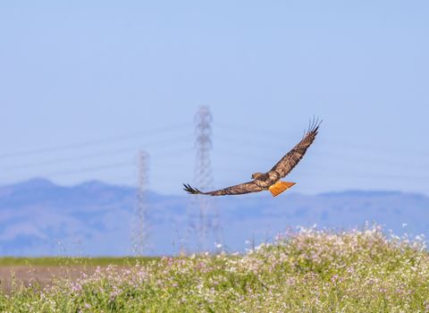 Free stock photo of animal, bird, eagle