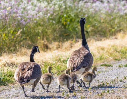 Canadian geese and goslings walking on a dirt road in summer nature.