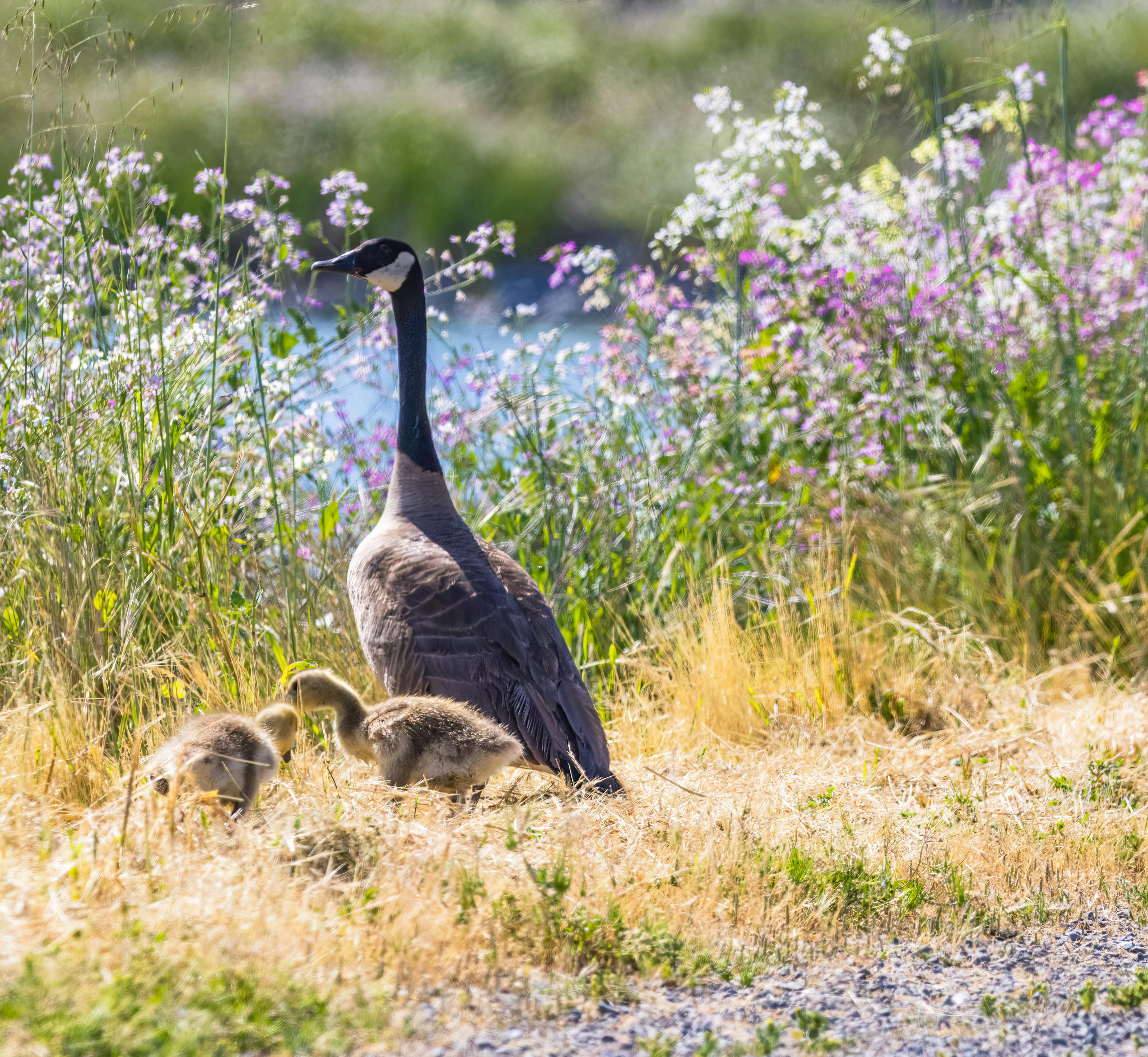 Canadian Goose with Goslings on the Roadside · Free Stock Photo