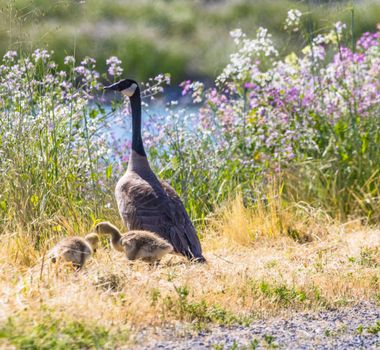 A serene scene of Canadian Geese and goslings in a rural spring meadow with wildflowers.