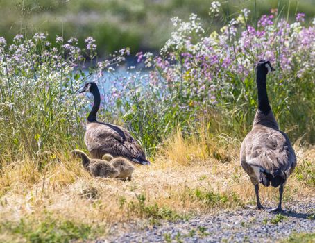 A family of Canadian geese with goslings surrounded by vibrant wildflowers and grass.