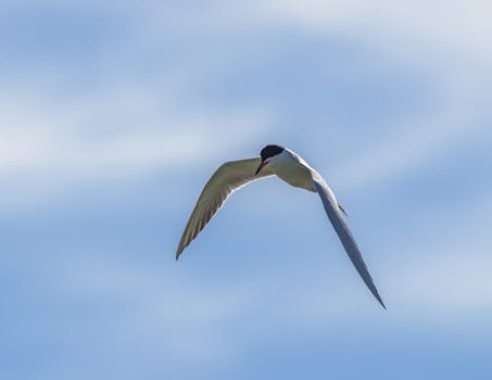 An Arctic Tern in flight against a bright blue sky, showcasing its elegant form.