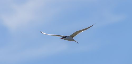 Free Close-up of an Arctic Tern elegantly soaring through a clear blue sky. Stock Photo