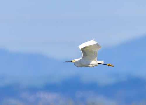 Soaring Snowy Egret