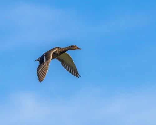 Photo of a Duck Flying in a Blue Sky