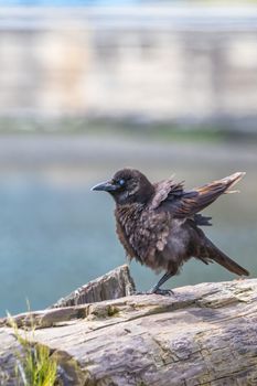 crow photo
