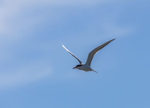 Free A majestic tern soaring through a clear blue sky, showcasing its elegant wingspan in flight. Stock Photo