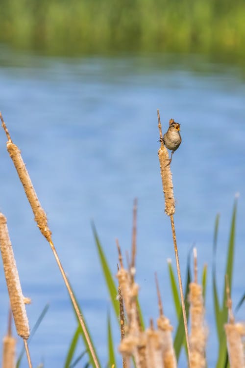 Photos gratuites de animal, aviaire, cri d'oiseau