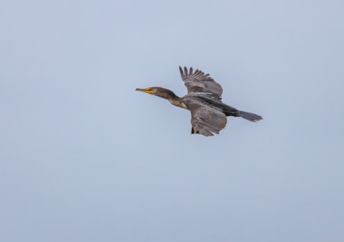 Free stock photo of animal, avian, bird