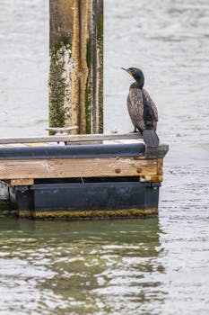 A solitary cormorant perched on a weathered dock by the water on an overcast day.