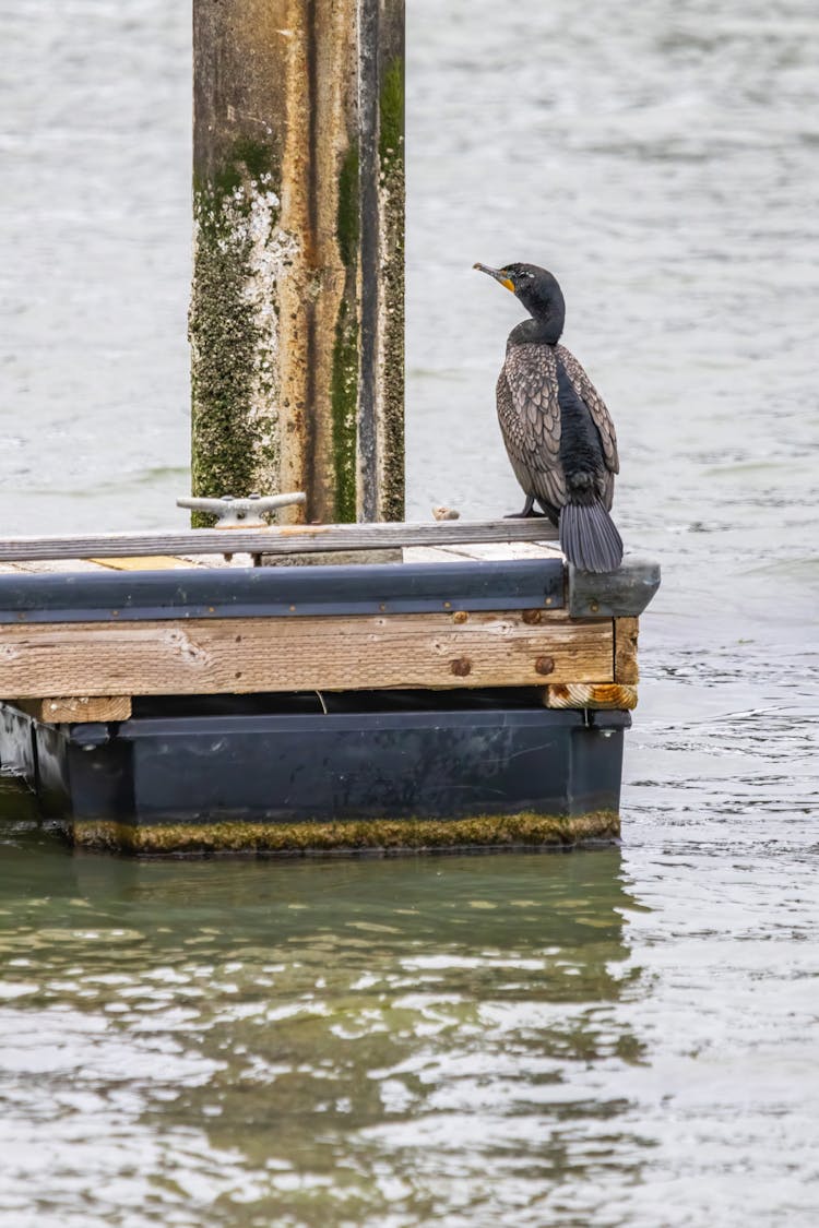 Cormorant Perching On A Construction In Water