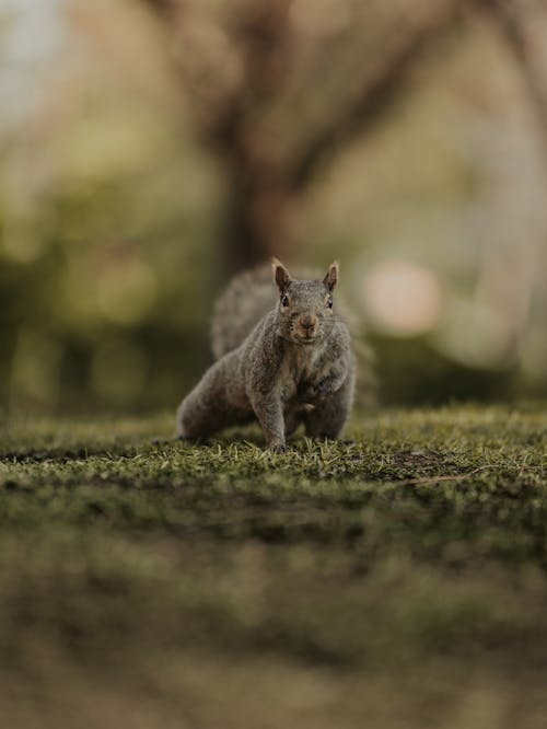 Close up of Squirrel