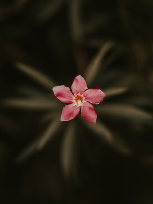 Top View of Pink Flower