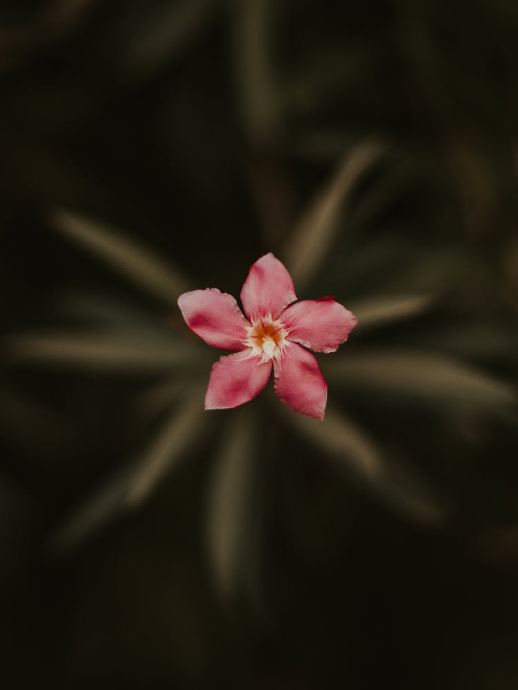 Top View Of Pink Flower