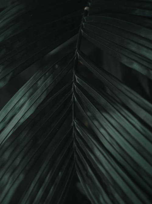 Dark Tropical Leaves