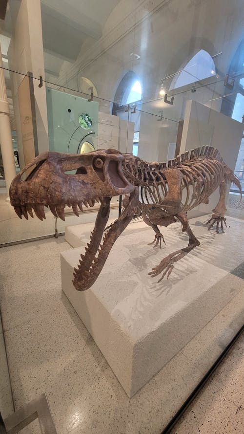 Imagine de stoc gratuită din dinozaur, muzeu, muzeul de istorie naturala
