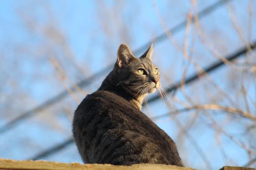 Cat Looking Up