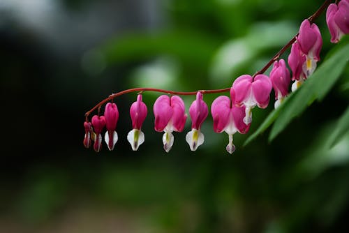 オーガニック, セレクティブフォーカス, ピンクの花の無料の写真素材