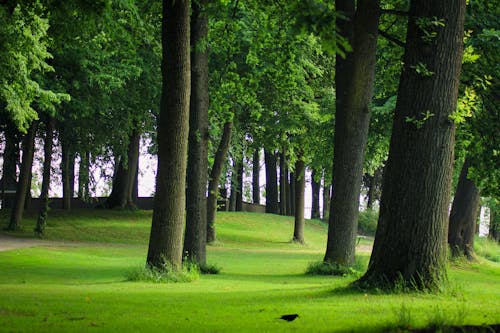 Trees in Park