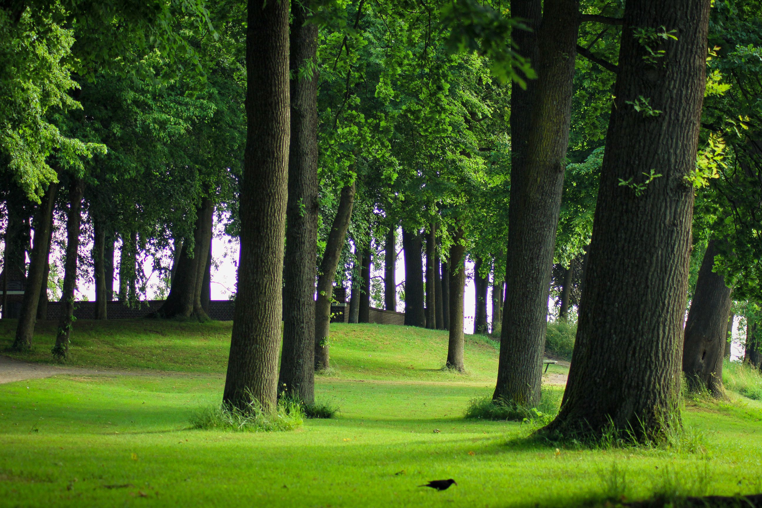 Trees in Park · Free Stock Photo