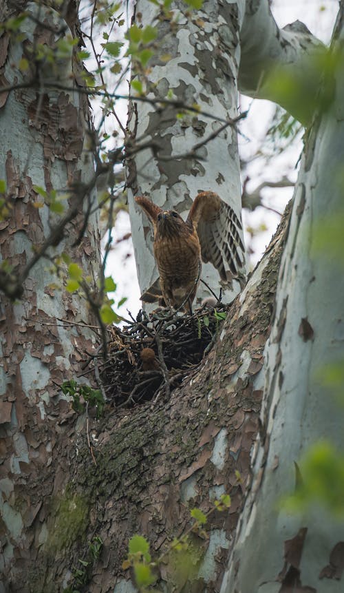 Hawk in Nest on Tree