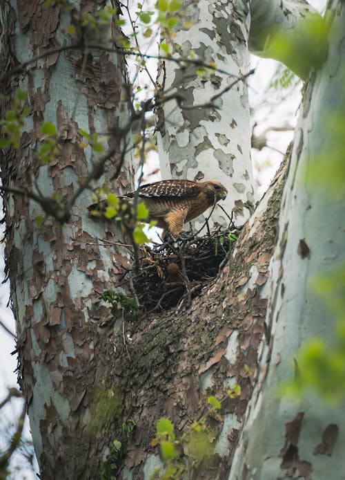 Close up of Hawk in Nest
