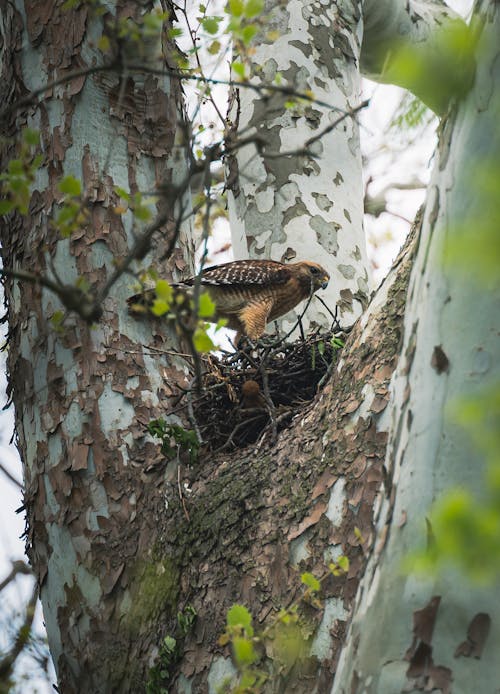 Foto d'estoc gratuïta de animal, arbre, au