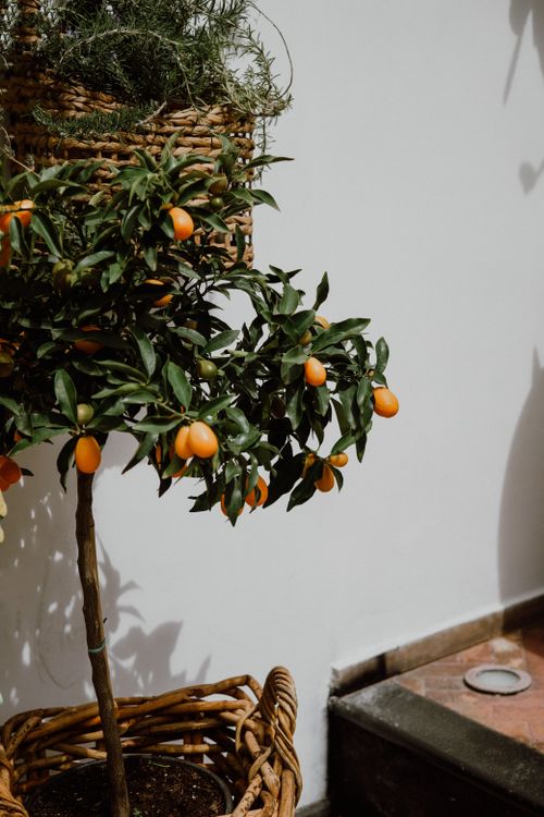 Free A kumquat plant with ripe oranges in a woven wicker basket against a clean white wall, adding a touch of nature indoors. Stock Photo