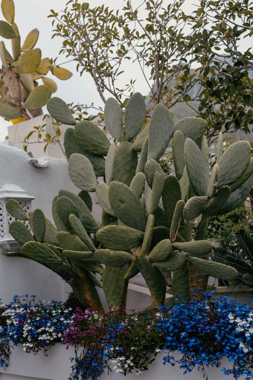 Free A vibrant Italian garden featuring a lush cactus surrounded by colorful flowers. Stock Photo