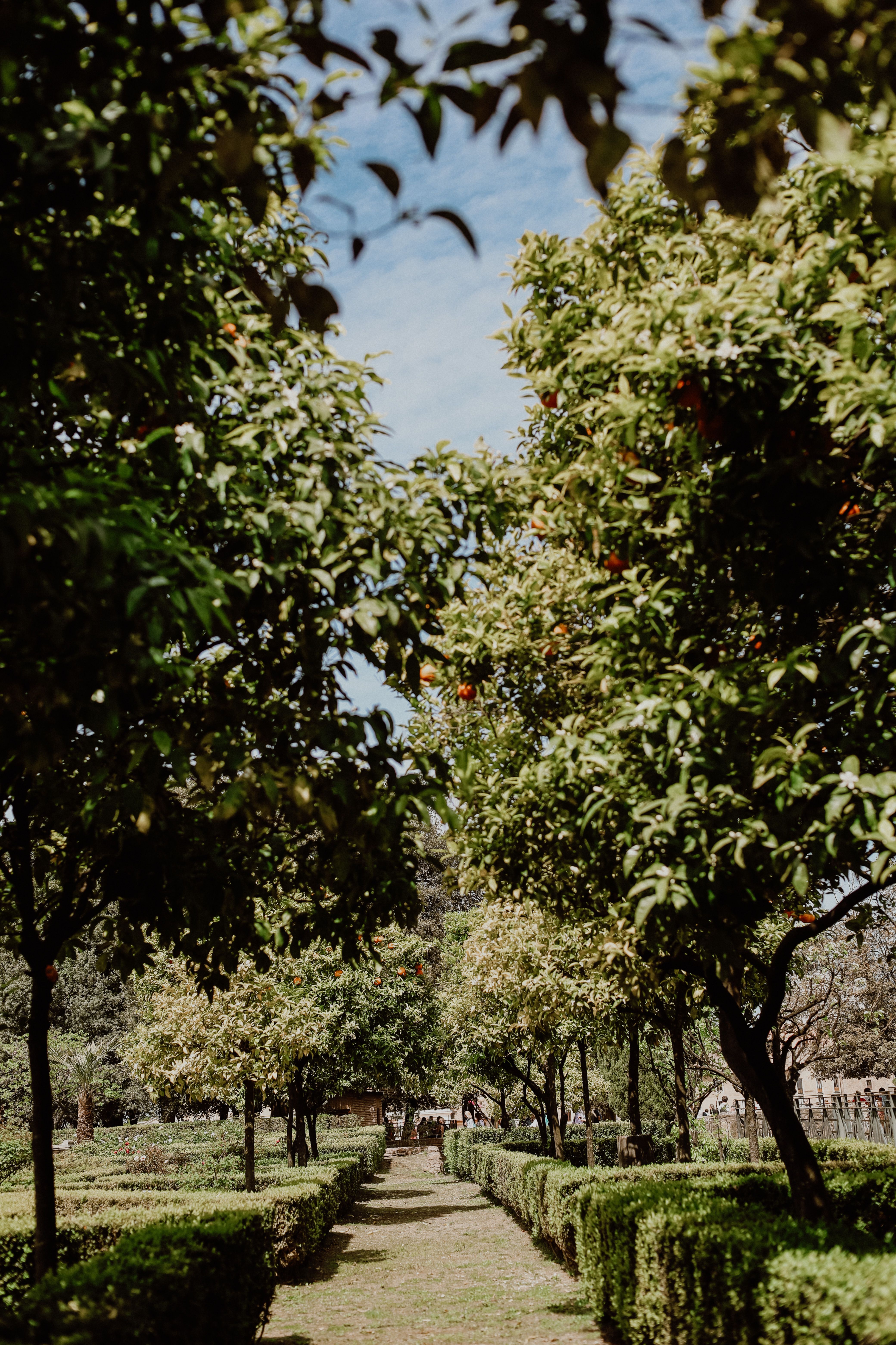 A pathway lined with trees and bushes · Free Stock Photo