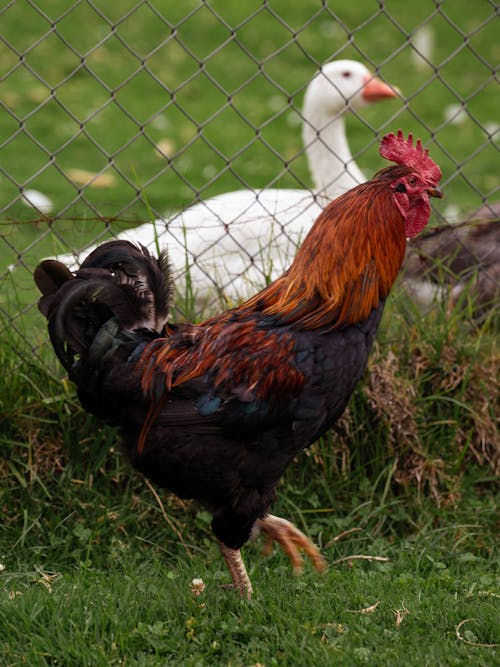 Cockerel on Grass on Farm