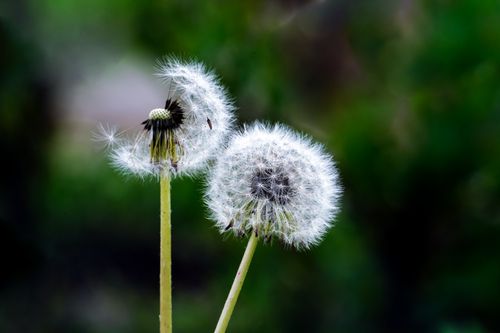 Free Detailed close-up of dandelion flowers with fluffy seeds in a lush green background. Stock Photo