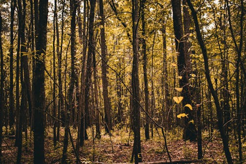 Бесплатное стоковое фото с глубокий, деревья, изобилие