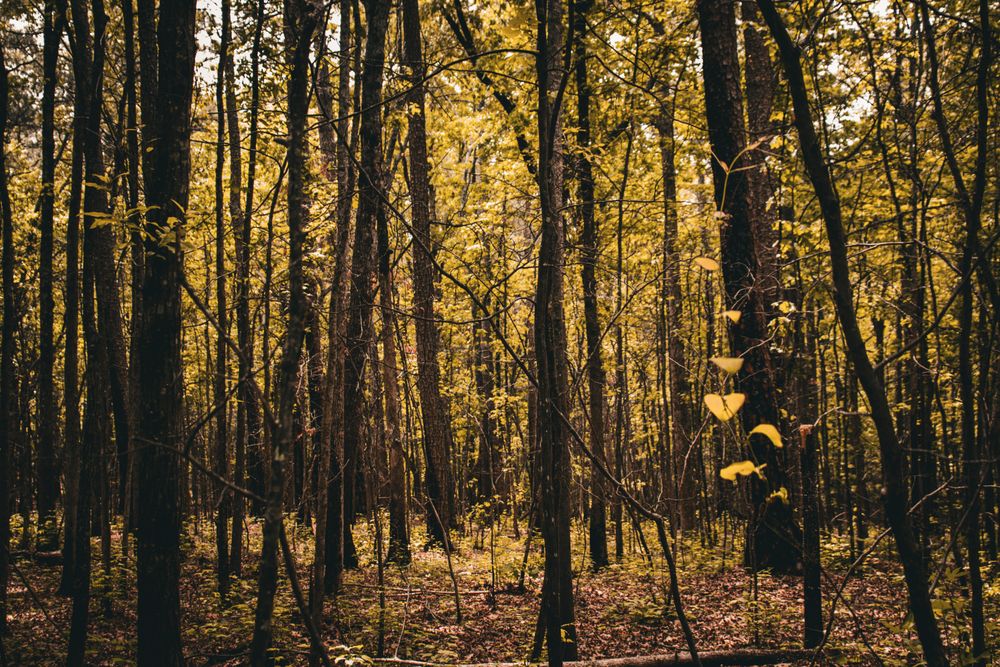Wooded lot with hardwood trees