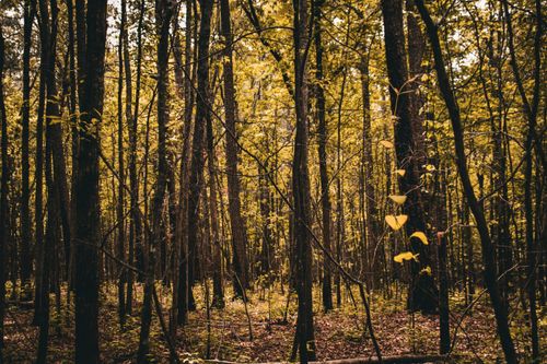 Free Explore a tranquil forest scene with tall trees and autumn foliage, showcasing natural beauty. Stock Photo