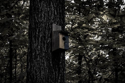 Immagine gratuita di albero, casetta per uccelli, foresta
