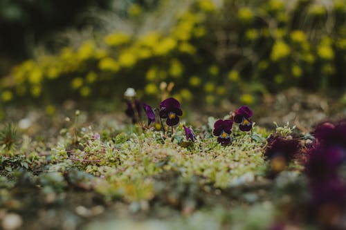 Kostnadsfri bild av anläggning, blommor, färsk