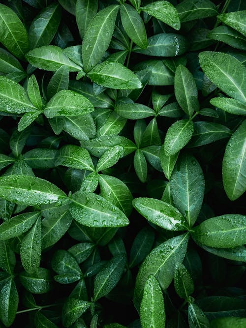 Close-up of Green Leaves 