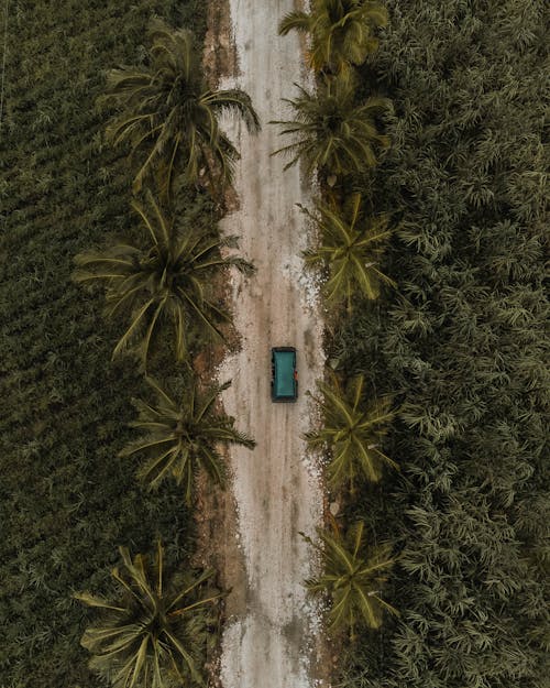 Foto d'estoc gratuïta de bosc, camí de carro, foto des d'un dron