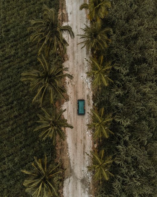 Drone view of a vehicle on a serene dirt road between palm trees in Medellin, Philippines.