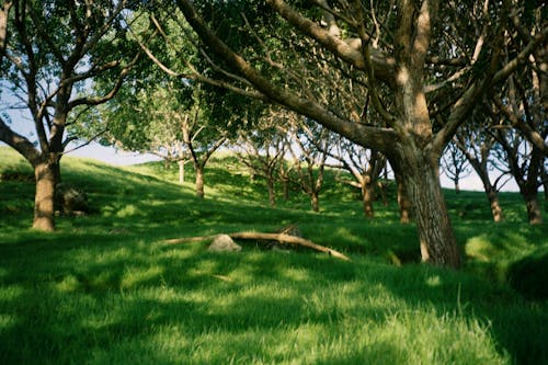 Imagine de stoc gratuită din arbori mari, câmp de iarbă, fermă